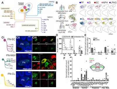The little brain and the seahorse: Cerebellar-hippocampal interactions